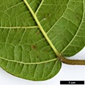 SpeciesSub: var. henryi